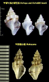 ハッカクフタナシシャジク 八角無蓋車軸 Hemicythara octangulata small