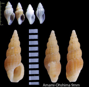 シマハナシコトツブ 縞無歯琴小螺 Cytharella costulata small