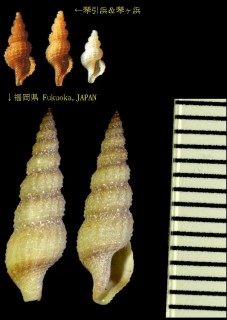 ヌノメシャジク Etrema subauriformis small