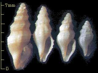 コトツブ類未詳種 Clathurella sp. small