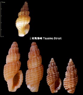 クリイロマンジ(クリイロコウシツブ) Philbertia leuckarti small