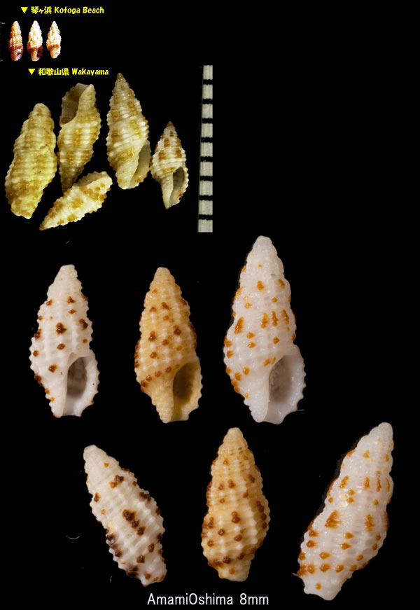 クロフコウシツブ (シボリコウシツブ) Philbertia tincta small