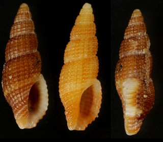 トウキョウコウシツブ Philbertia tokyoensis small
