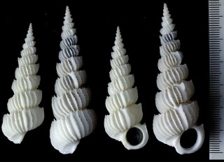 ヤエバイトカケ 八重歯糸掛 Epitonium rugosum small