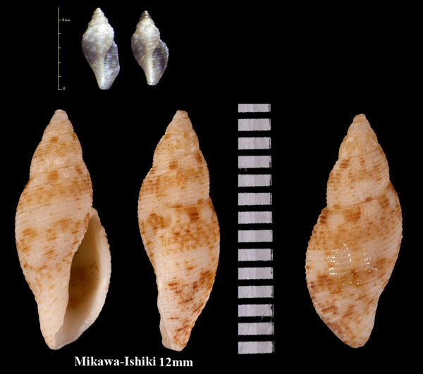 カスリフデシャジク Daphnella radula small