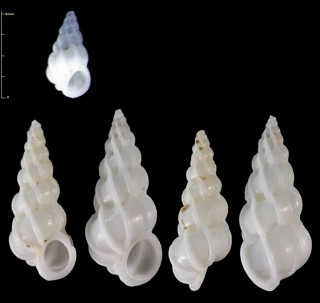 シノブガイ Laeviscala angusta small
