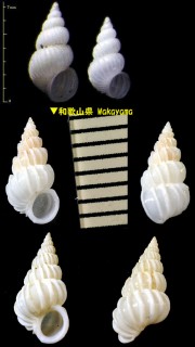 ヒメネジガイ Spiniscala japonica small