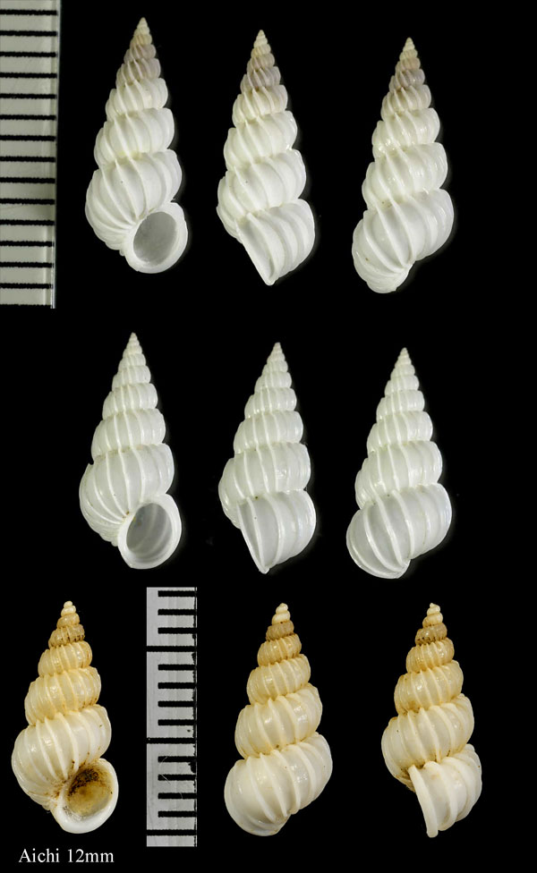 ナガヒメネジガイ Spiniscala casta small