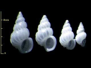 サガミイトカケガイ Cinctiscala sagamiensis small