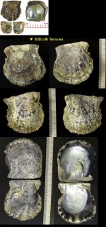 アコヤガイ 珠母貝・阿古屋貝 Pinctada fucata martensii small