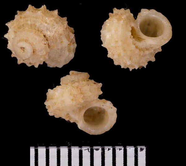 オオミヒカリヒメカタベ Bathyliotina nakayasui small