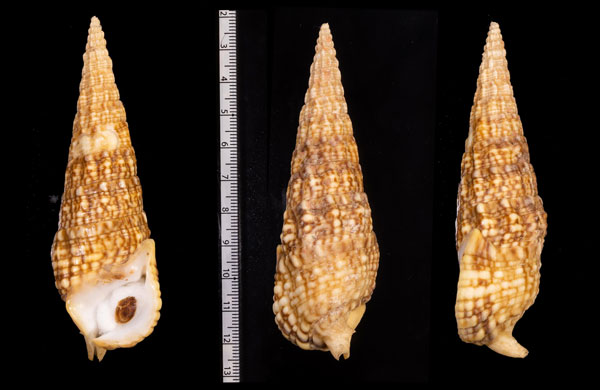 コンボウカニモリ Pseudovertagus clava small
