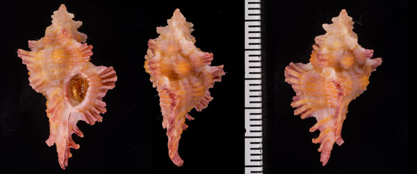 ミズカキヨウラク(クジャクバショウ) Chicoreus laqueatus small