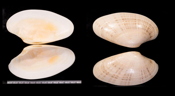 ビノスワスレ Macrocallista nimbosa small