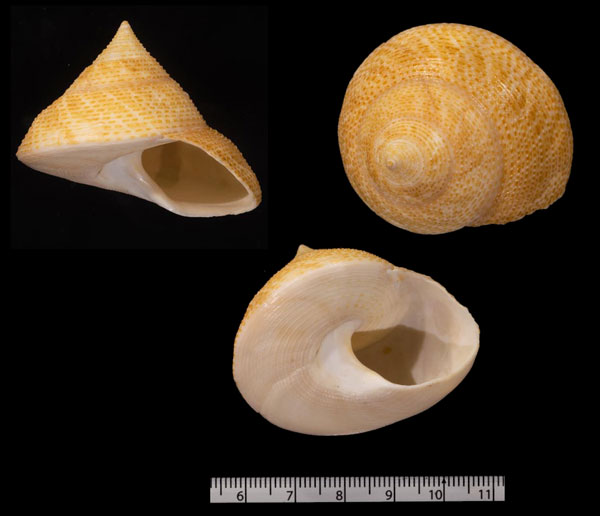 マウリエビス Maurea selecta small
