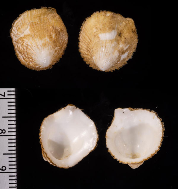 ウミギクカツラガイ Capulus spondylicola small