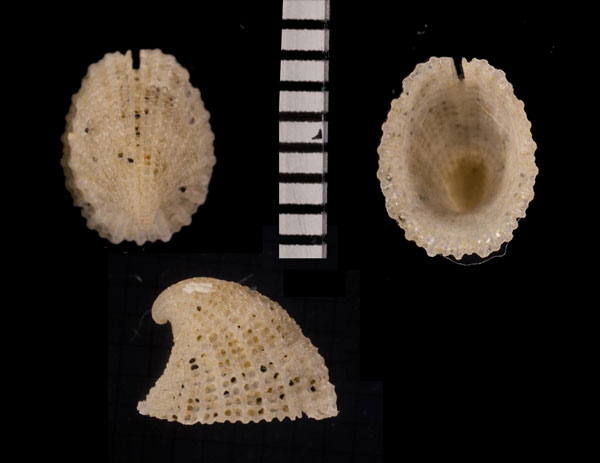 ヤッコスソキレ Emarginella nigromaculata small