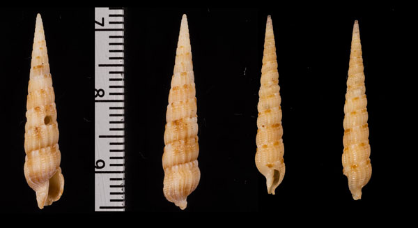 キャンプベルギリ Maculauger campbelli small