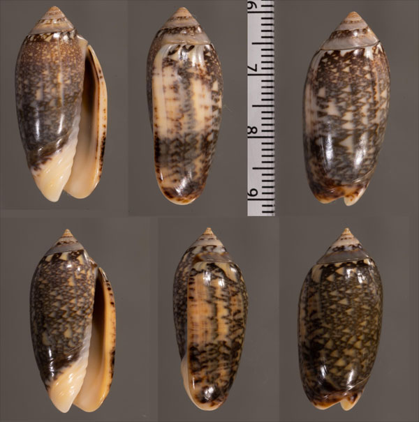 ホンサラサマクラ 本更紗枕 Oliva esiodina small