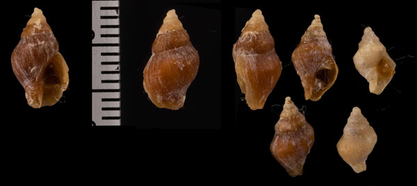コグリレイシ (仮称) Orania castanea small