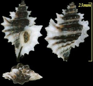 ヒラメヨウラク Eupleura nitida small
