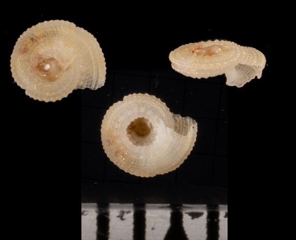 タカラナワメグルマの仲間 未詳 Pseudotorinia sp. small