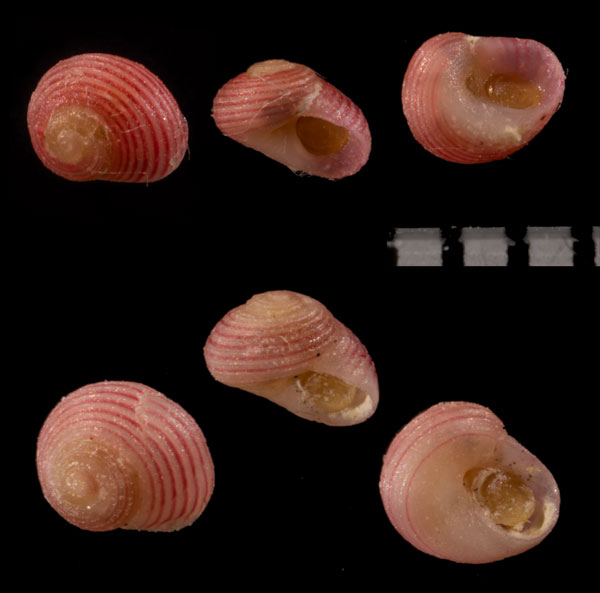 ナンアサンショウスガイ (仮称) Microcollonia quantilla small