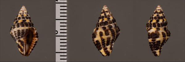 サフランノシガイ Engina histrio small