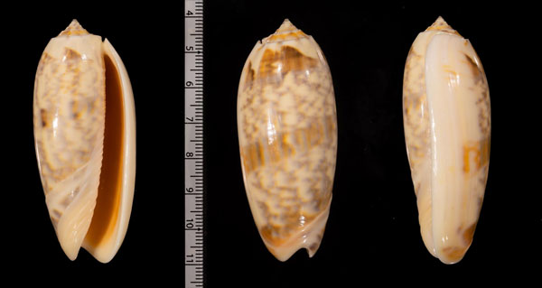 シルビアジュドウマクラ (仮称) Oliva miniacea sylvia small