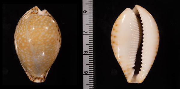 ラマルクダカラ インドの型 Erosaria lamarckii lamarckii aquilonia small