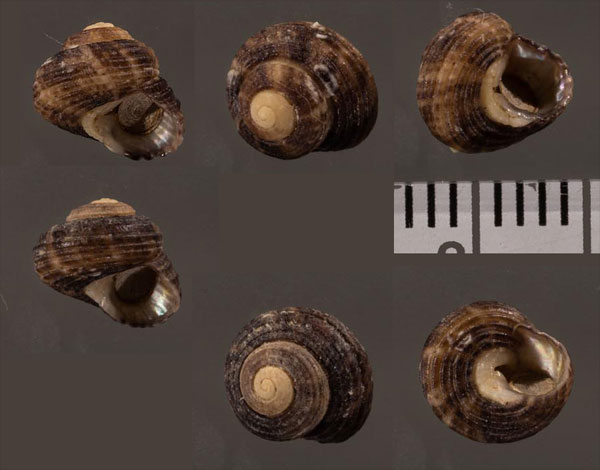 ポンソンビサンショウスガイ (仮称) Neocollonia ponsonbyi small