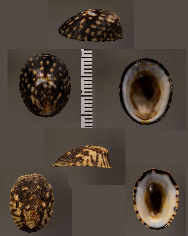 フェルトアオガイ Notoacmea pileopsis small