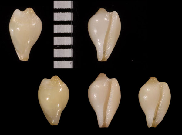 マクタンザクロ (仮称) Alaerato mactanica small