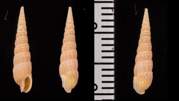 ツヤウルシトクサ Punctoterebra exiguoides small