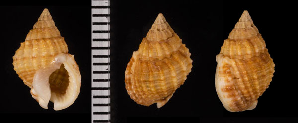 イガヨウバイ Nassarius corpulentus small