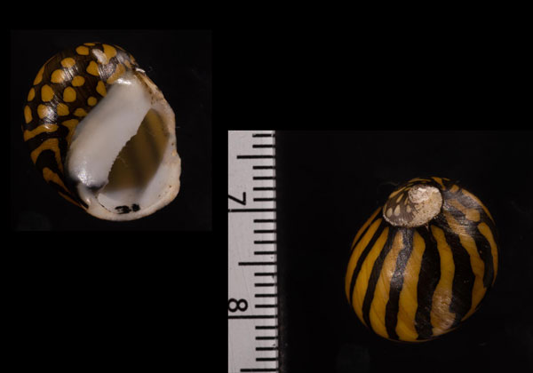 ナタールシマカノコ (仮称) Vittina natalensis small