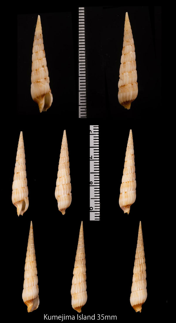 ツマグロキリガイ Myurella burchi small