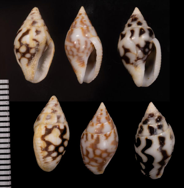 トガリムシエビ Pardalinops propinqua small