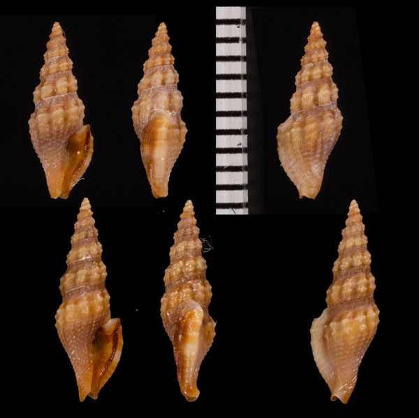ソメワケエマイツブ Lioglyphostoma ericea small