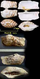 ワシノハ 鷲ノ羽 Arca navicularis small