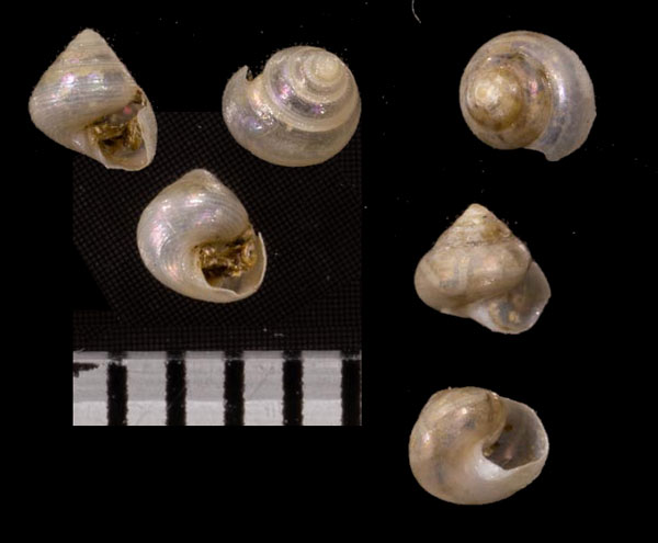 シベルトエビス (仮称) Halystina siberutensis small