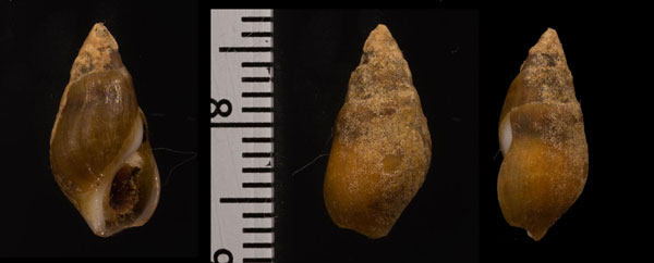ドゥフォーリカワニナ (仮称) Melanopsis dufourii small