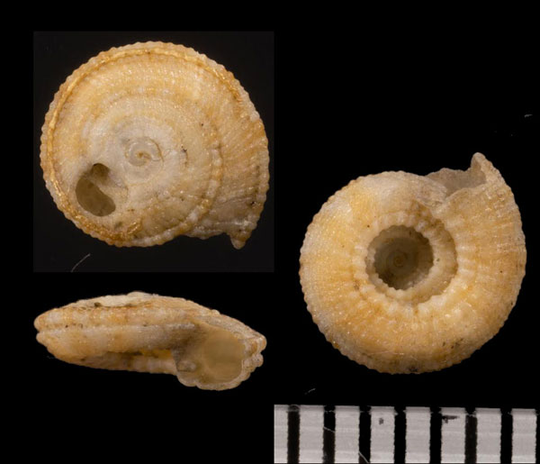 ニセナワメグルマ Heliacus corallinus small