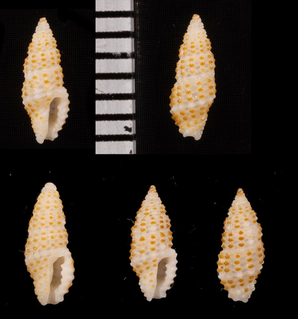 トウキビコウシツブ Kermia pustulosa small