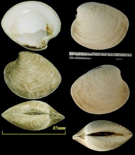 ビノスガイ 美之主貝 Mercenaria stimpsoni small