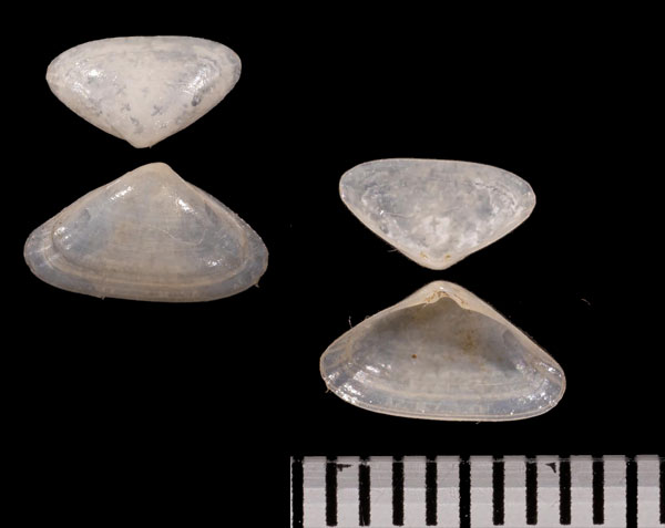 ハチミツガイ Melliteryx puncticulata small