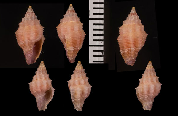 バライロツクシ Vexillum roseum small