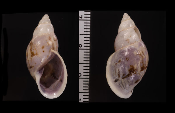 クリイロホソクチミカンマイマイ (仮称) Drymaeus notatus small