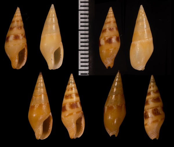 ハガタムギガイモドキ (仮称) Mitrella menkeana small