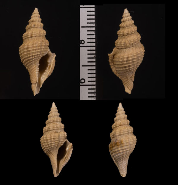 リュウルンモミジボラ (仮称) Glyphostoma lyuhrurngae small